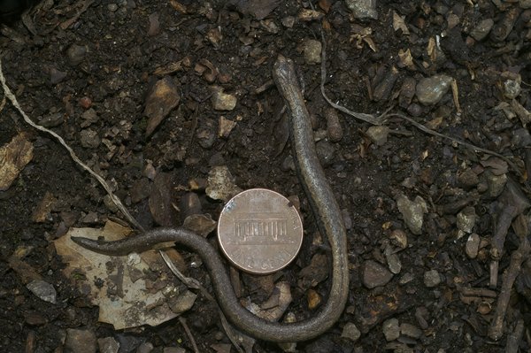 Comparaison 2024 : Nvidia Shield TV Pro vs Apple TV 4K pour le streaming de jeux vidéo